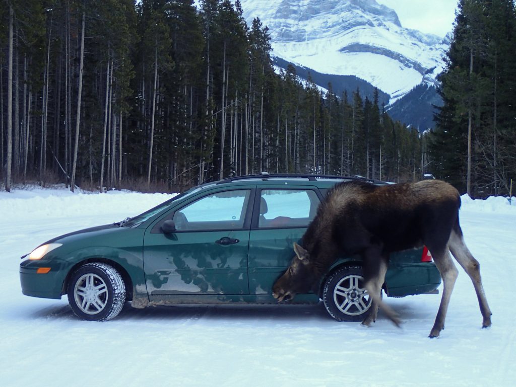 Moose next to car!