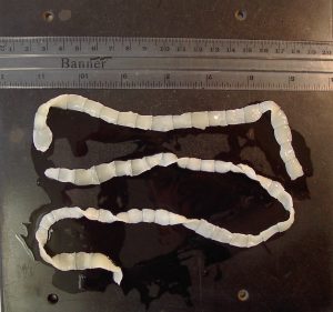 Decorative image of a tapeworm