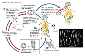 Tapeworm transmission cycle