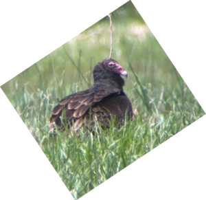 Decorative image of a turkey vulture