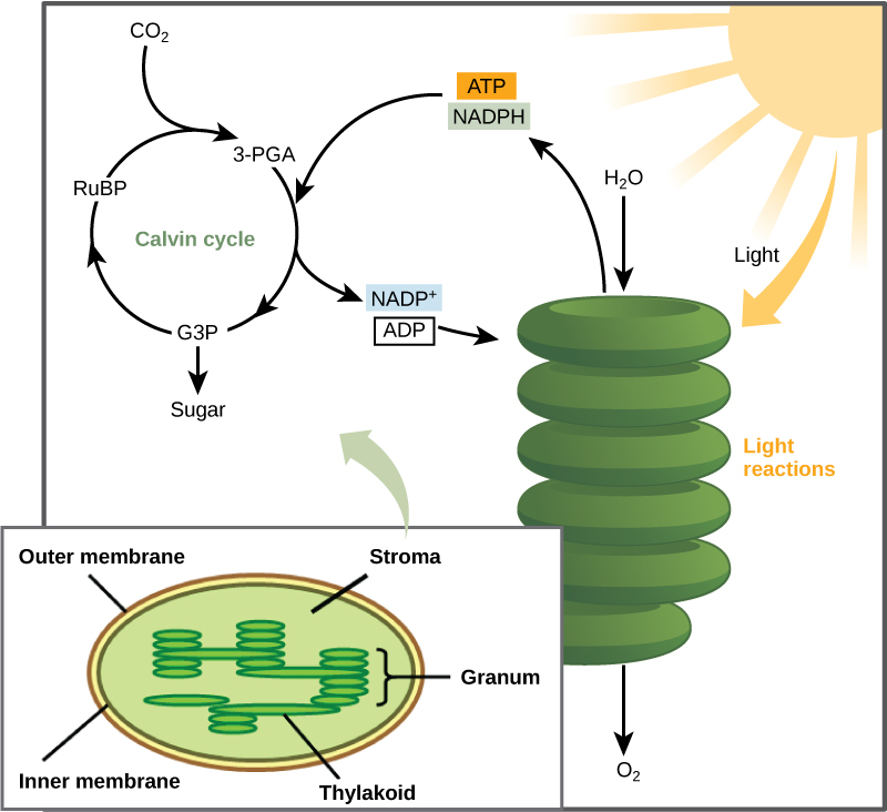 24-4-the-calvin-cycle-college-biology-i