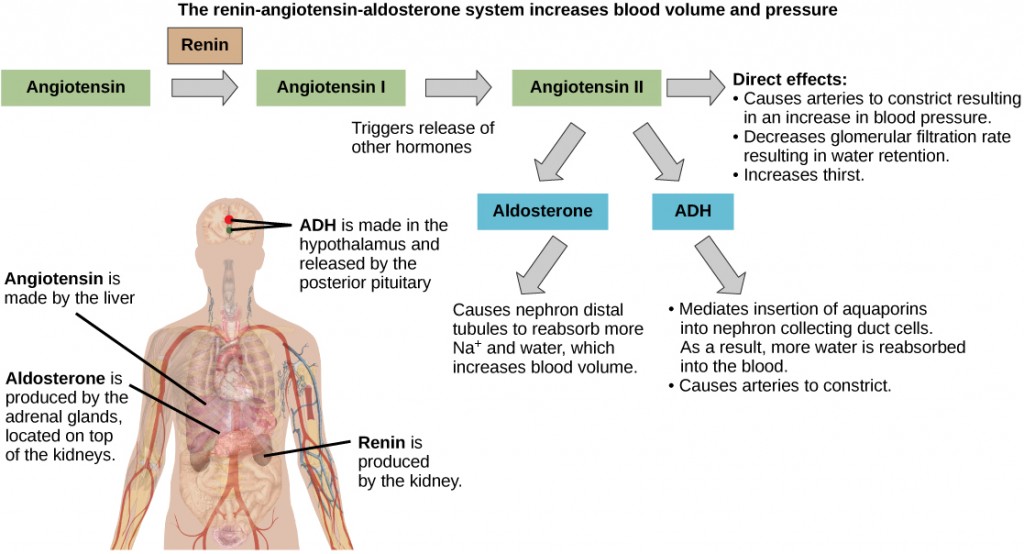 18-3-regulation-of-body-processes-concepts-of-biology