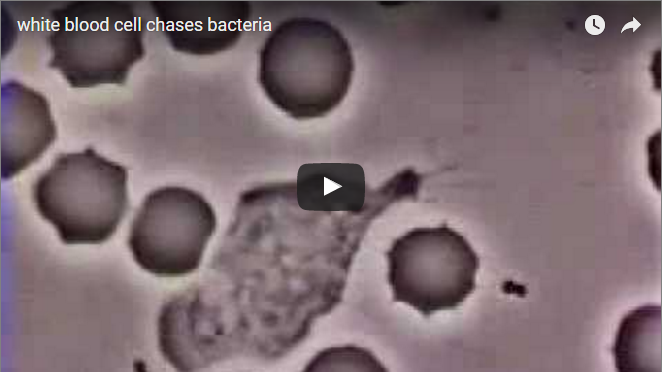 Video of white blood cells attacking bacteria