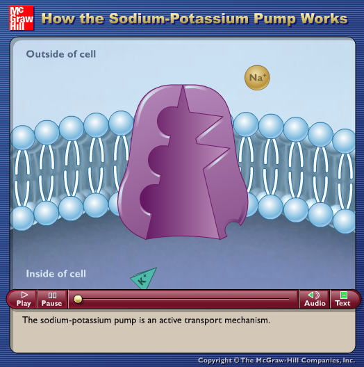 Animation: How the Sodium Potassium Pump Works